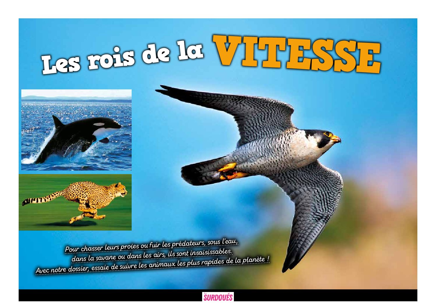 Expo quiz les rois de la vitesse_Les Surdoues magazine